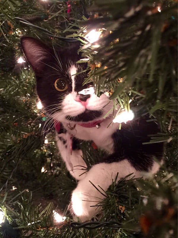 decorating-cats-destroying-trees-christmas-inside