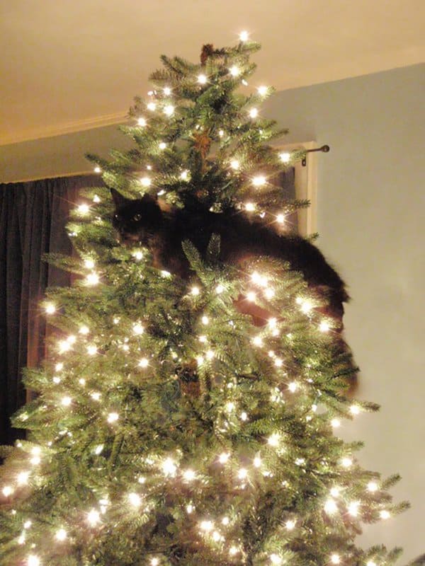 decorating-cats-destroying-trees-christmas-kitty