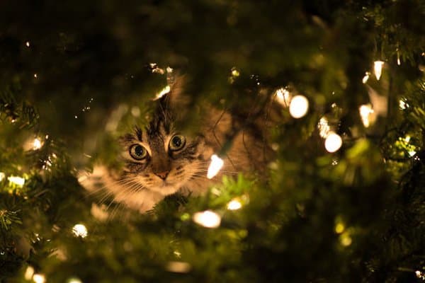 decorating-cats-destroying-trees-christmas-lights