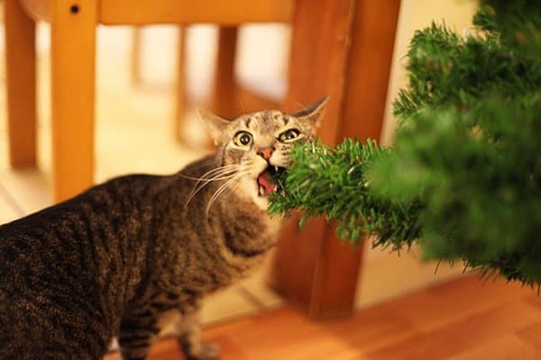 decorating-cats-destroying-trees-christmas-nom