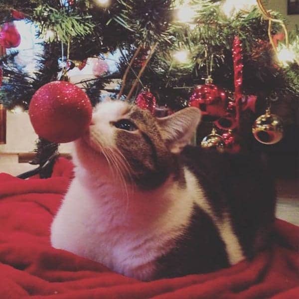 decorating-cats-destroying-trees-christmas-nose