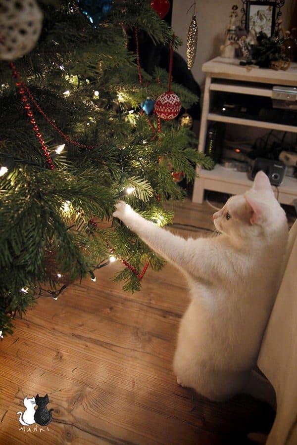 decorating-cats-destroying-trees-christmas-paw