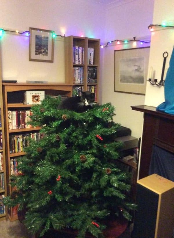 decorating-cats-destroying-trees-christmas-perch