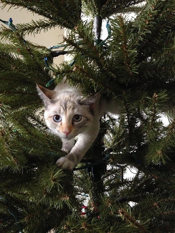 decorating-cats-destroying-trees-christmas-pounce