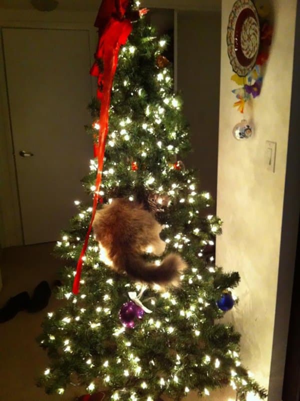 decorating-cats-destroying-trees-christmas-tail