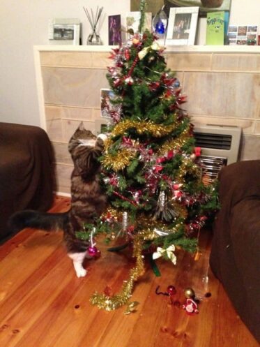 14 Cats 'Helping' To Decorate Christmas Trees - Part 1