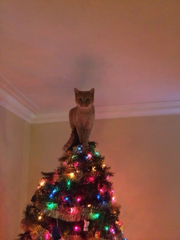 decorating-cats-destroying-trees-christmas-top