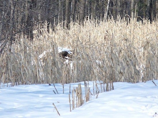 deer in snow