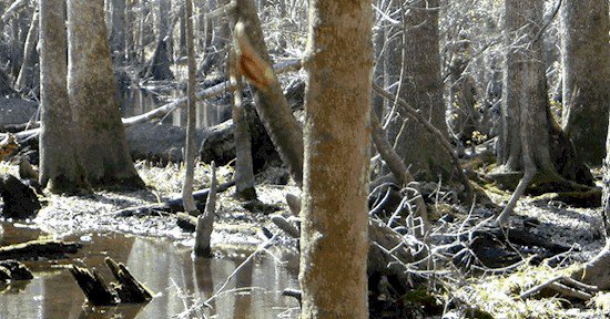 deer in swamp