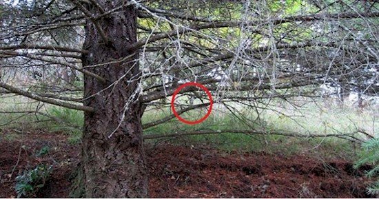 deer tree location