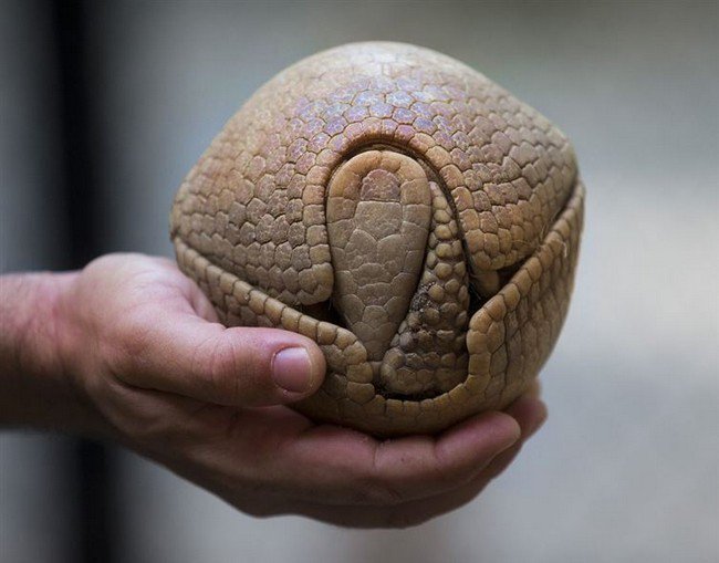 defensive armadillo