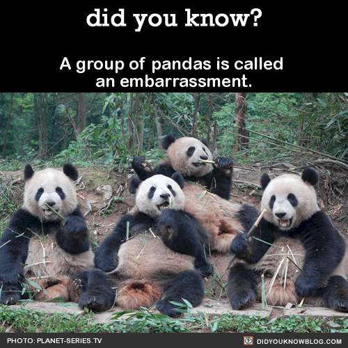 did-you-know-pandas