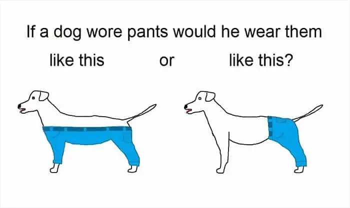 dog-pants