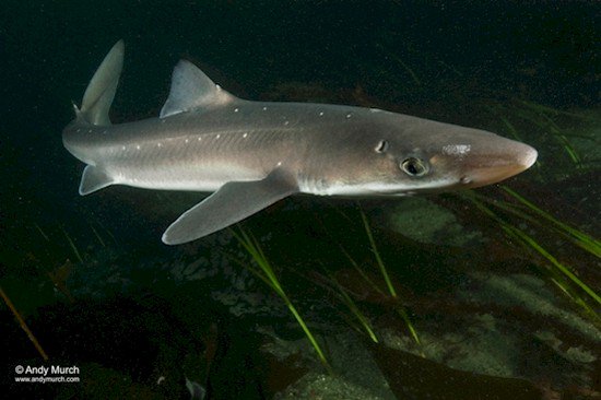 dogfish shark