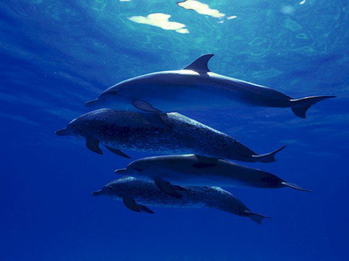 dolphins