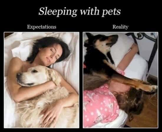 expectations-v-reality-pets