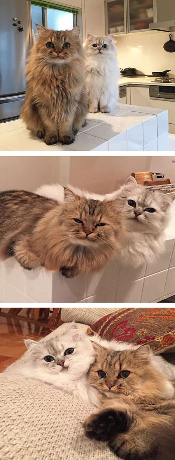 fluffy-cats-duo