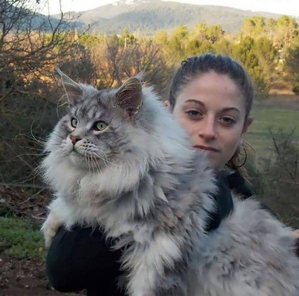 fluffy-cats-huge