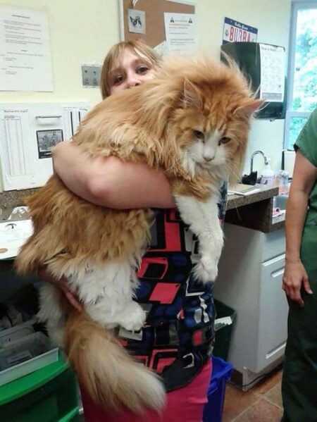 15 Of The Fluffiest Cats You've Ever Seen - Part 1