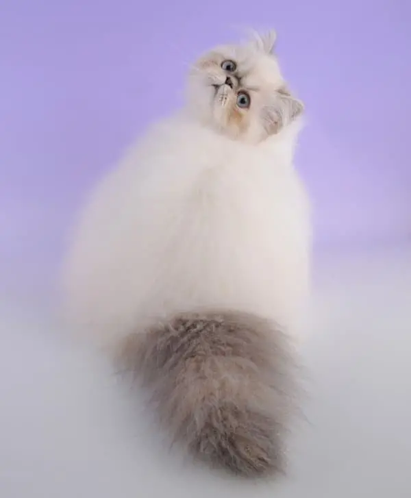 fluffy-cats-look