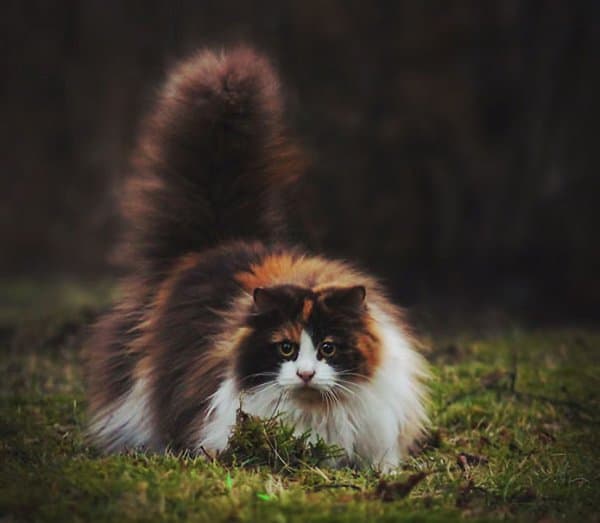 fluffy-cats-moss