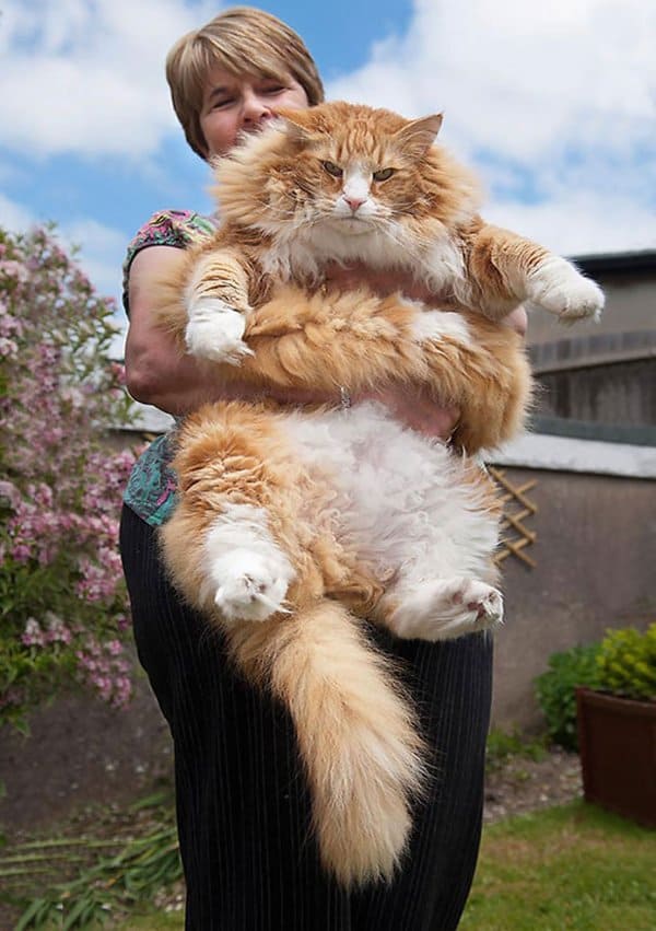 fluffy-cats-orange