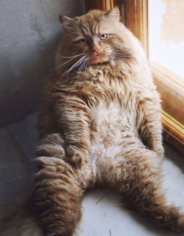 fluffy-cats-relax