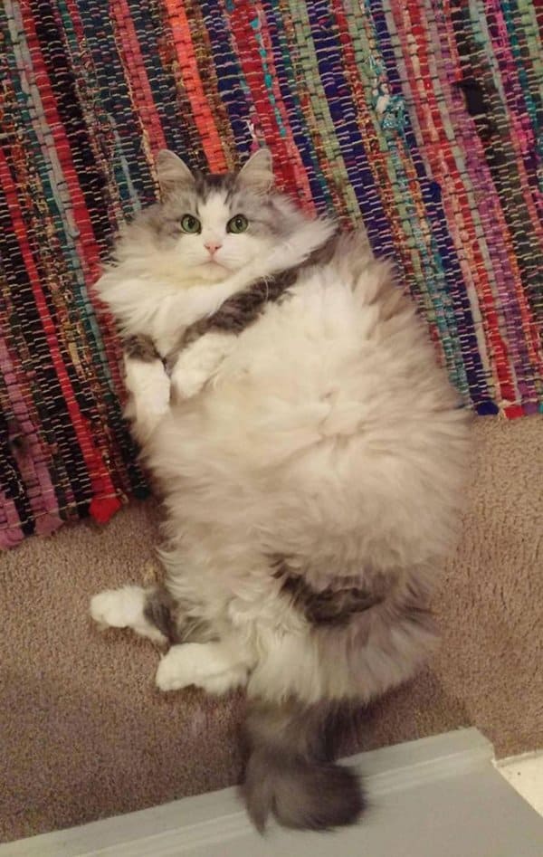 fluffy-cats-rug