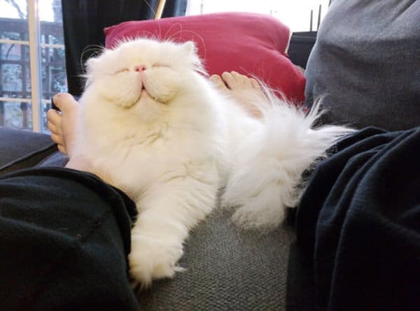 fluffy-cats-smile