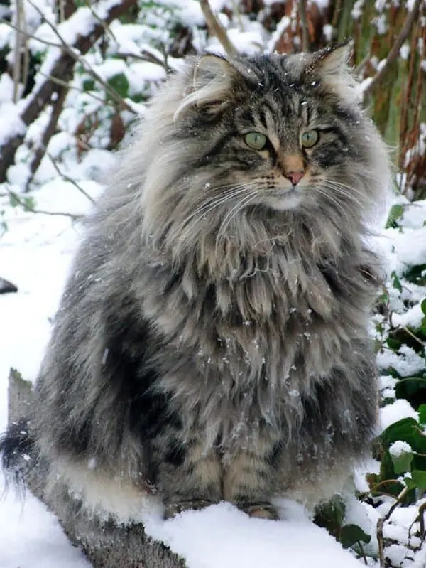 fluffy-cats-snow