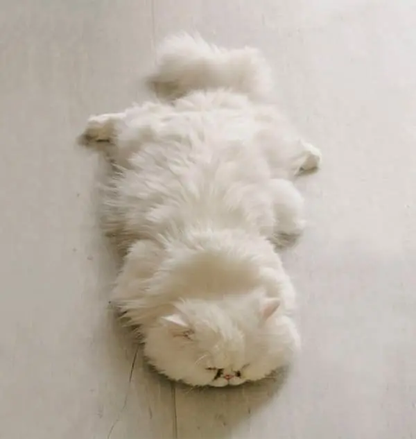 fluffy-cats-sprawl