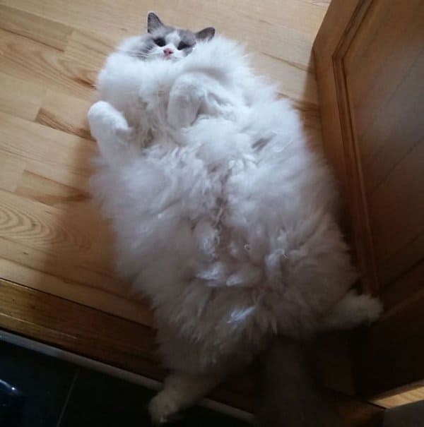 fluffy-cats-tummy