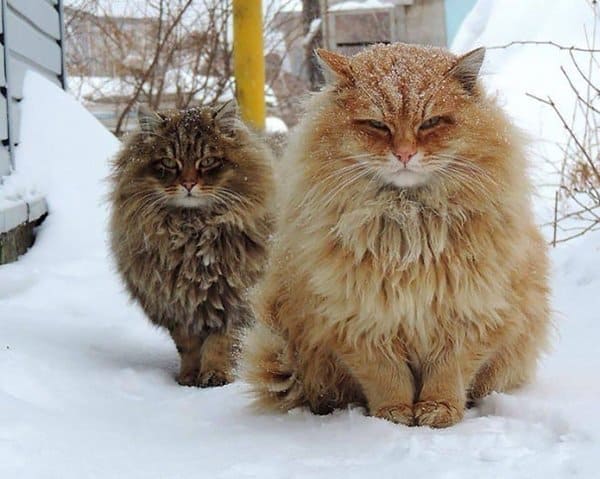 fluffy-cats-winter