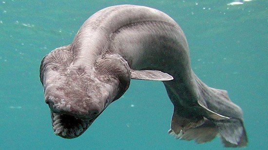 frilled shark