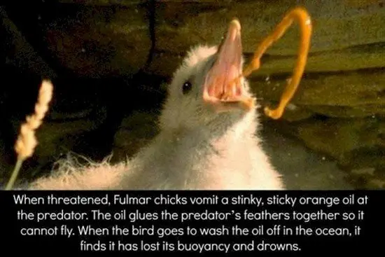 fulmar chick vomiting 