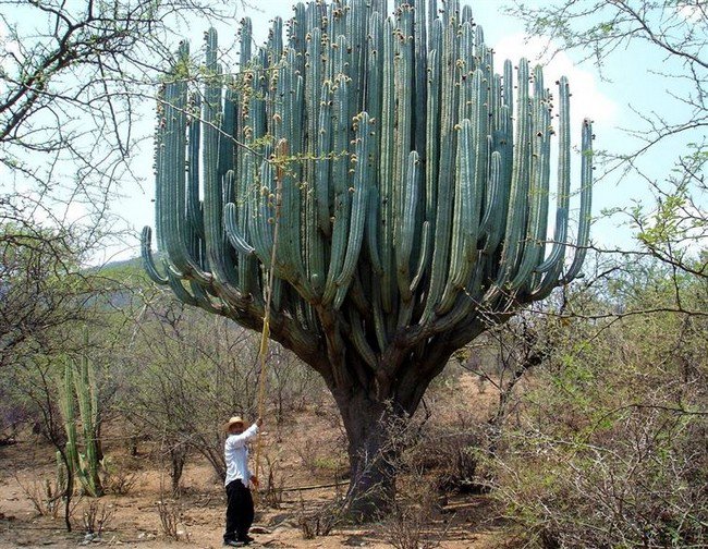 gigantic cactus