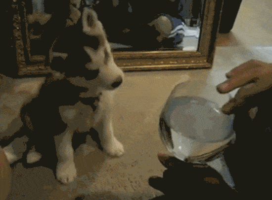 glass confused dog