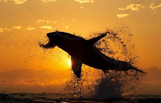 great white shark