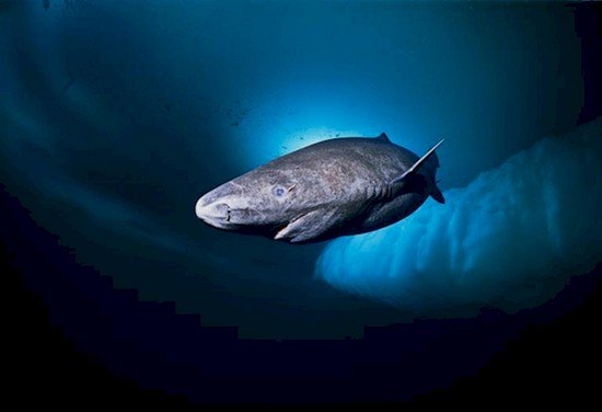 greenland shark