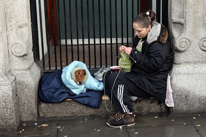 homeless-dogs-unconditional-love-knit