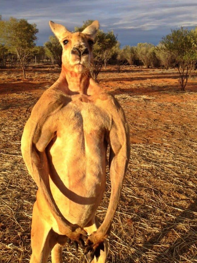 huge kangaroo
