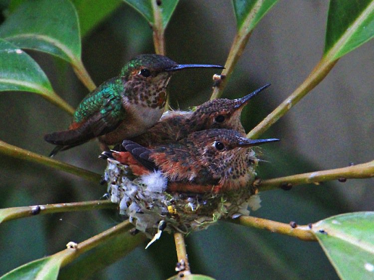 humming-birds