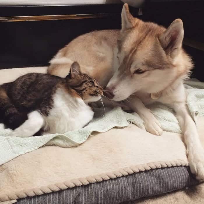 husky-and-cat