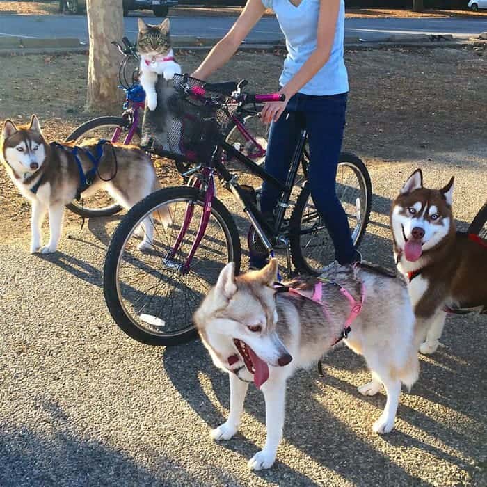 husky-bike