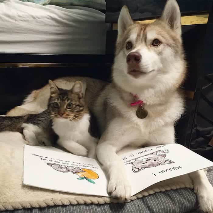 husky-book