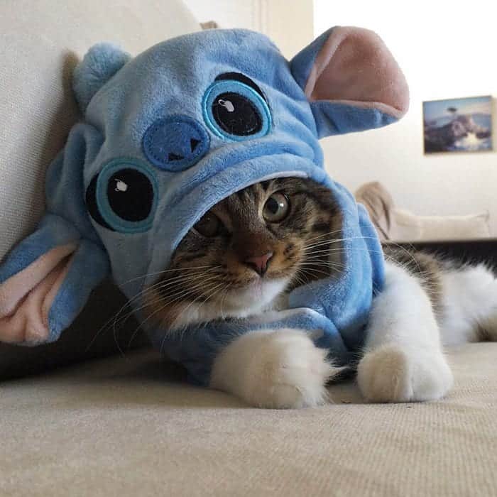 husky-cat-dressed