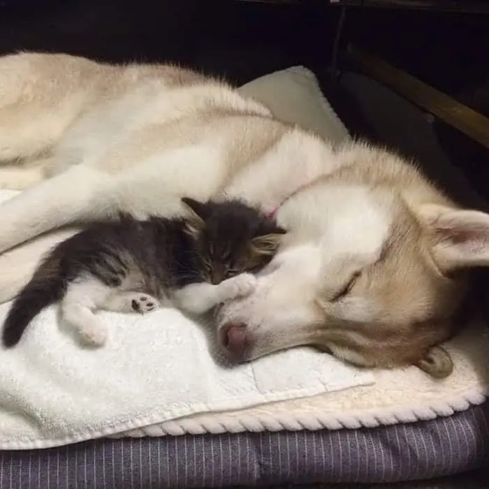 husky-cat-sleep