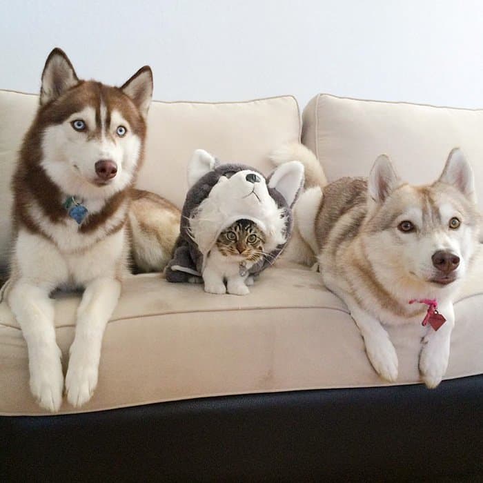 husky-dogs