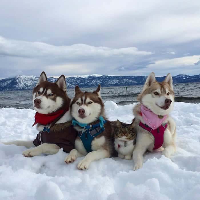 husky-first