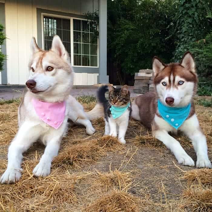 husky-kit